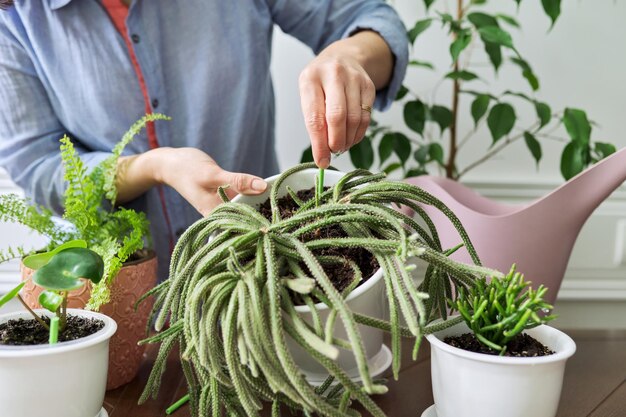 Engrais maison plantes d'intérieur en pots gros plan de la main de la femme avec des bâtons d'engrais et des plantes d'intérieur