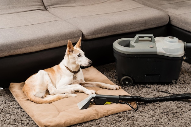 Enlever la saleté et la poussière du canapé souillé par un chien à l'aide d'une machine de nettoyage à sec par extracteur Machine de nettoyage à sec pour chien et extracteur Service de nettoyage domestique professionnel