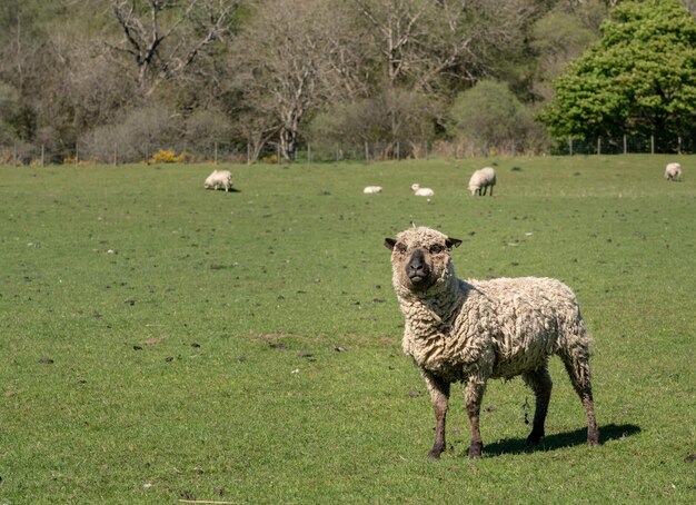 Ennuyé ou croisé des moutons Shropshire dans le pré