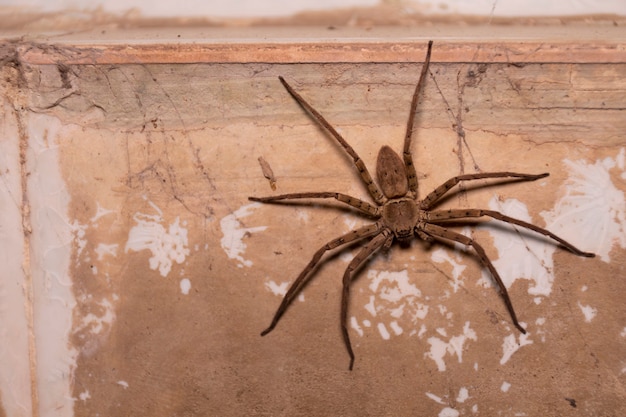 Une énorme araignée brune perchée sur un vieux mur.