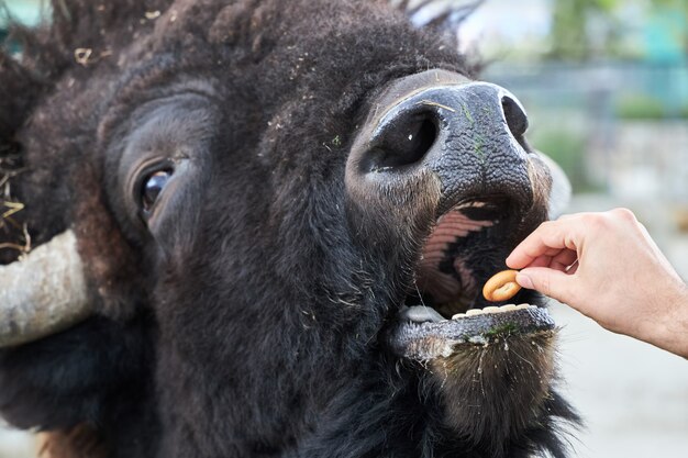 Photo Énorme bison hirsute mangeant un petit cookie des mains d'un homme, gros plan