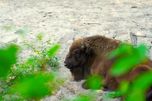 Un énorme bison se reposant sur une ombre sous un arbre