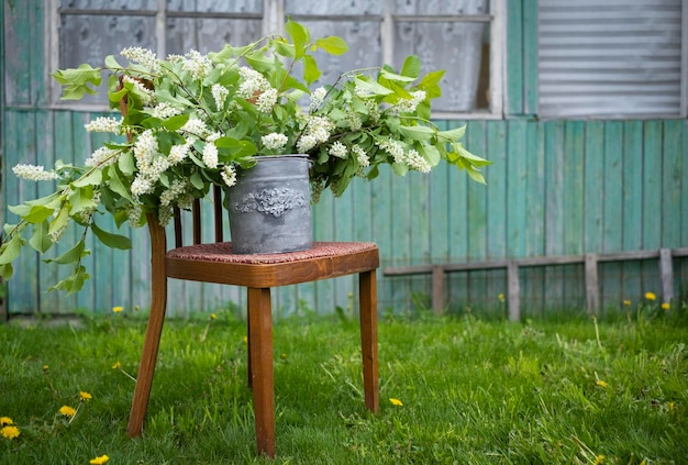 Un énorme bouquet de cerisier d'oiseau parfumé dans une jardinière rétro galvanisée dans un vieux jardin de pays