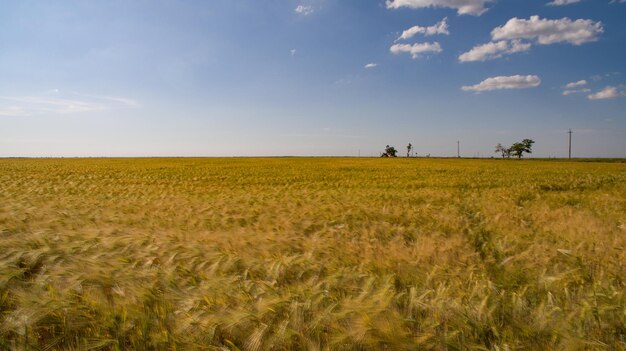 un énorme champ de blé de couleur jaune