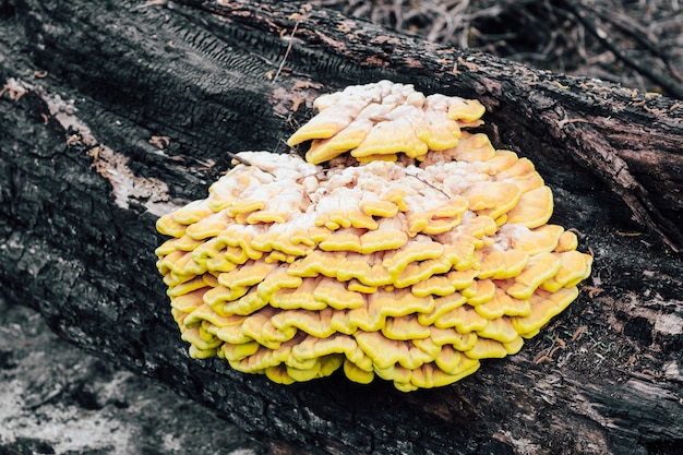 un énorme champignon jaune laetiporus sulphureus a grandi