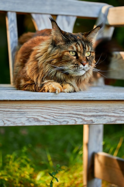 Un énorme chat noble du Maine coon se trouve de manière impressionnante sur un banc blanc dans le jardin