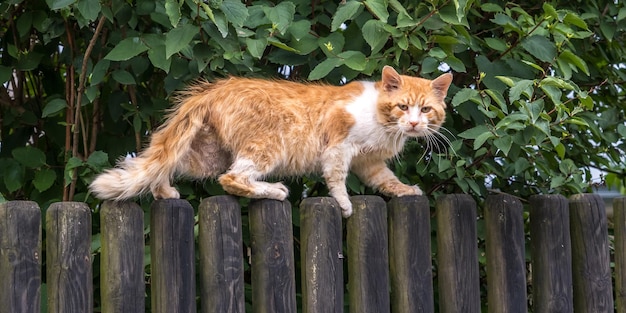 un énorme chat rouge sur une vieille clôture en bois semble mécontent