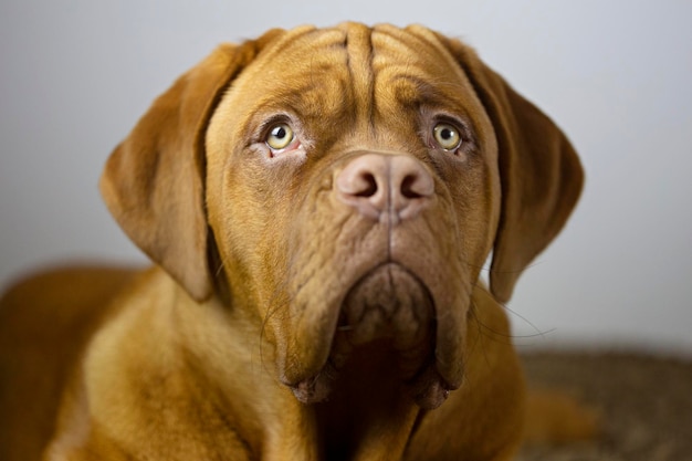 Photo Énorme chien mastiff français portrait d'un chien brun pur-sang