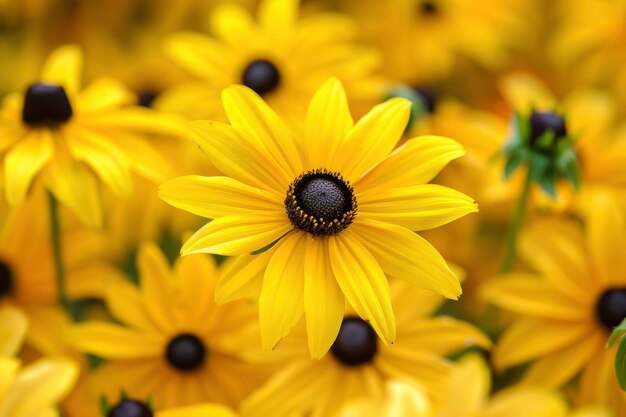 Photo une énorme fleur d'hippolème jaune vif au cœur d'un groupe de fleurs jaunes de susan aux yeux noirs