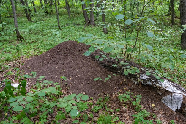 Une énorme fourmilière dans la forêt. Samarskaïa Louka.