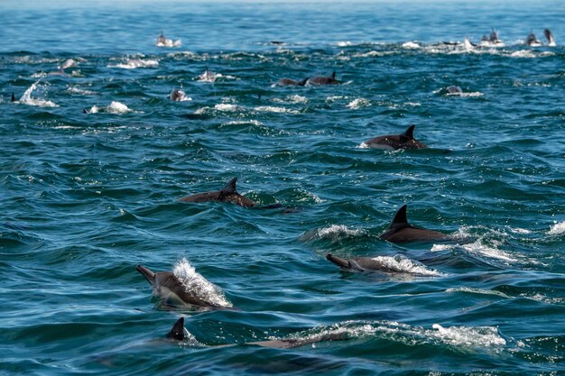 Un énorme groupe de dauphins communs sautant hors de l'océan.