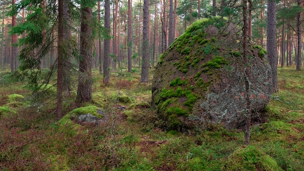 Un énorme rocher en mousse parmi la forêt de pins du nord.