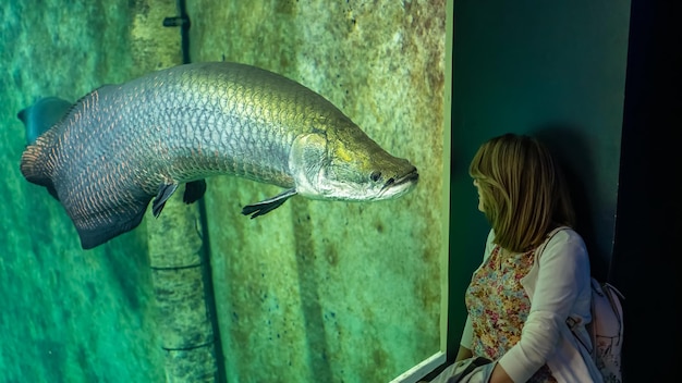 Énorme silure de poisson-chat dans un aquarium regardant une touriste qui le regarde en admirant sa taille