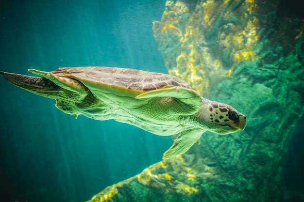 énorme tortue de mer sous l'eau à côté de la barrière de corail