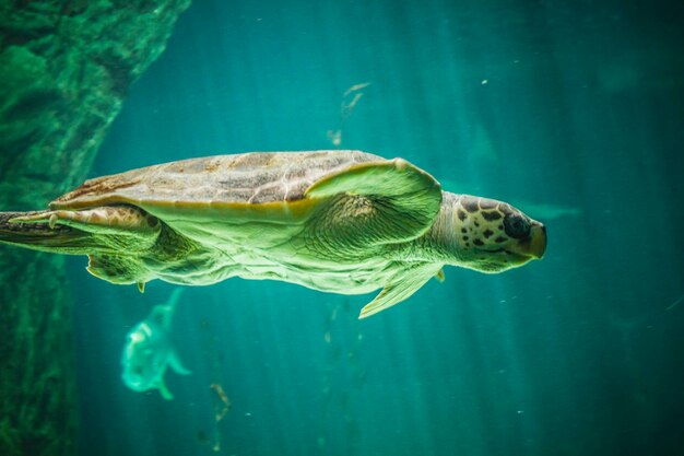 énorme tortue nageant sous la mer