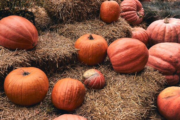 D'énormes et mini citrouilles décoratives au marché de la ferme se dressent sur des gerbes de foin. La saison des fêtes de Thanksgiving et le décor d'Halloween.