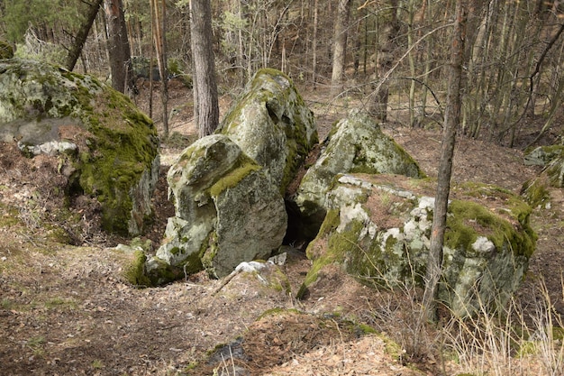 D'énormes pierres dans une forêt de pins au printemps Skripino village Ulyanovsk Russie la pierre dans la forêt Skrzypinski Kuchury