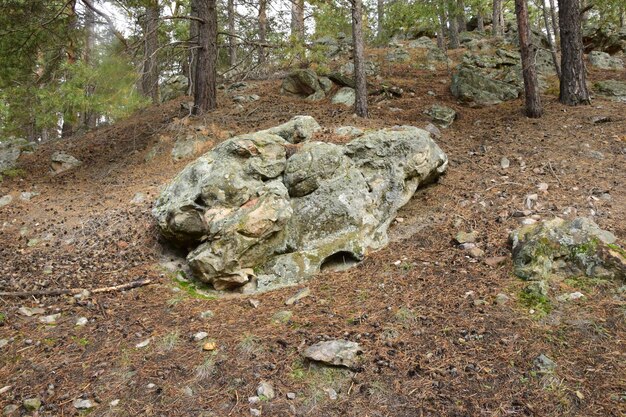 D'énormes pierres dans une forêt de pins au printemps Skripino village Ulyanovsk Russie la pierre dans la forêt Skrzypinski Kuchury