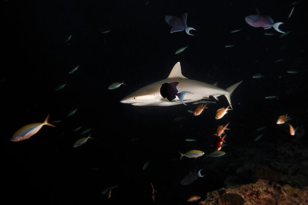 D'énormes requins blancs dans l'océan de nuit noire nagent sous l'eau. Requins à l'état sauvage. Vie marine sous-marine dans l'océan bleu. Observation du monde animal. Aventure de plongée sous-marine dans les Caraïbes, côte de Cuba