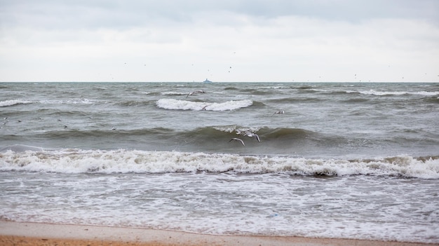 D'énormes vagues font rage dans la mer et des mouettes dans les embruns des vagues Des oiseaux volent au-dessus des vagues