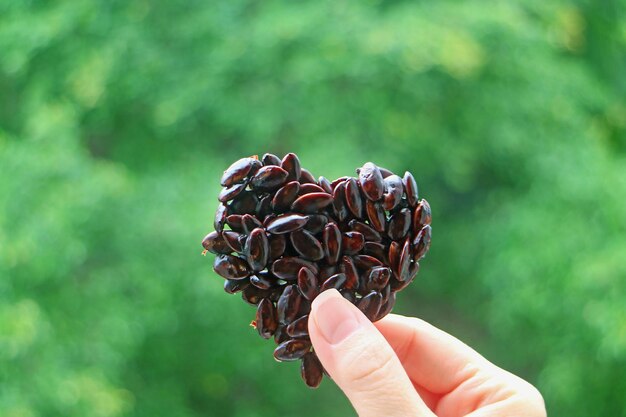 Enrobage de chocolat en forme de coeur Graines de tournesol grillées dans la main de la femme contre le feuillage vert