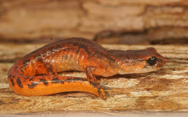 Photo ensatina eschscholtzii forme intermédiaire