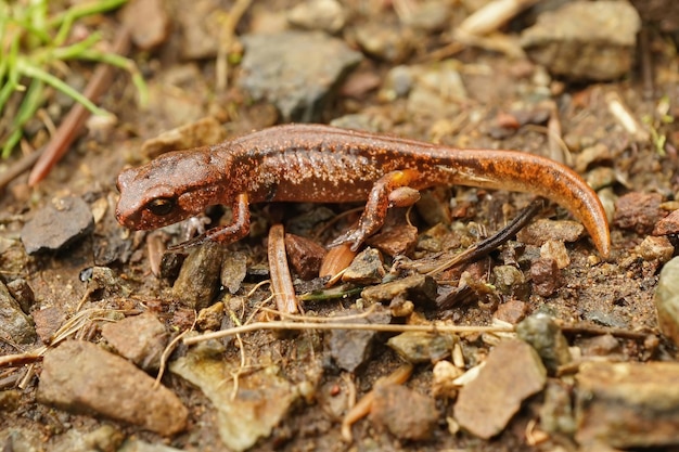 Photo ensatina eschscholtzii