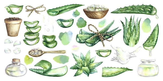 Ensemble d'aloe vera. Illustration aquarelle.