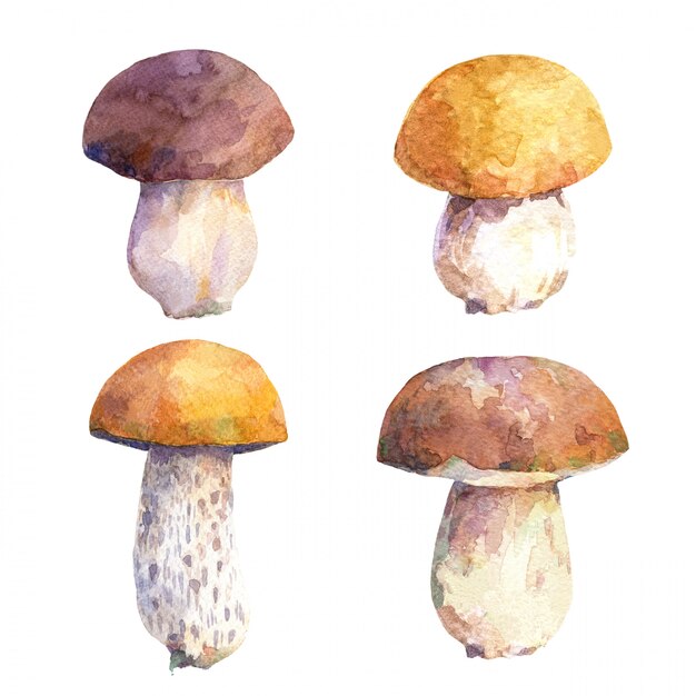 Photo ensemble aquarelle de champignons comestibles.