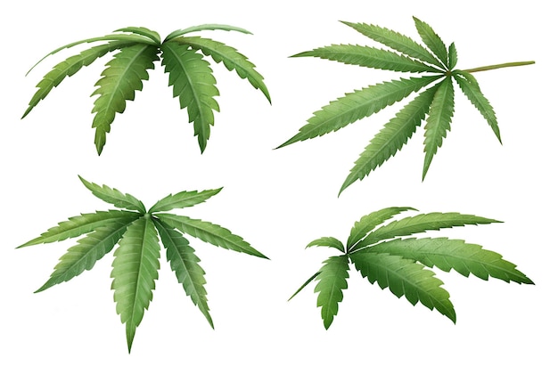 Ensemble aquarelle dessiné à la main de feuilles de cannabis fraîches