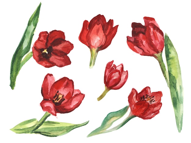 Ensemble aquarelle de fleurs de tulipes rouges Dessin botanique aquarelle isolé sur fond blanc