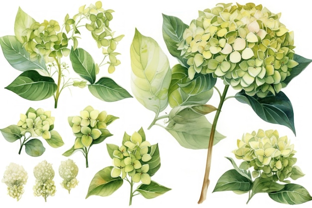 Ensemble d'aquarelle d'hortensia citron vert sur fond blanc