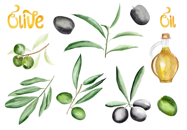 Photo ensemble d'aquarelle à l'huile de brindilles d'olives