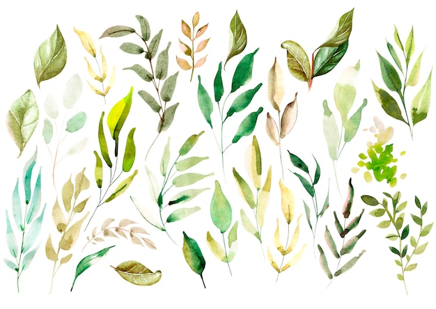 Ensemble aquarelle Illustration de feuilles de forêt sauvage