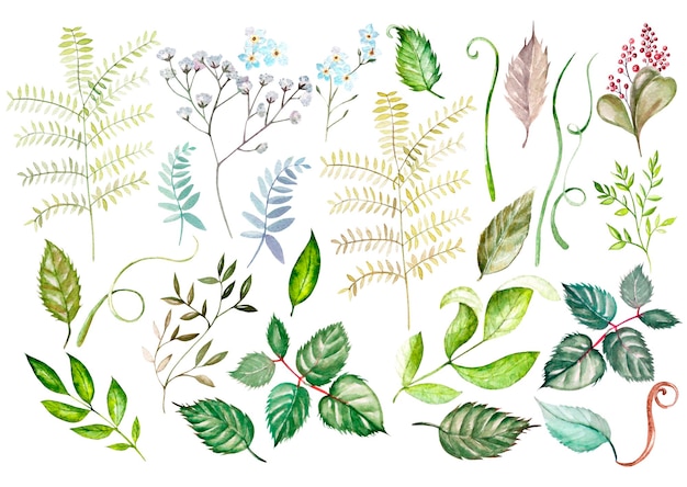 Ensemble aquarelle Illustration de feuilles de forêt sauvage