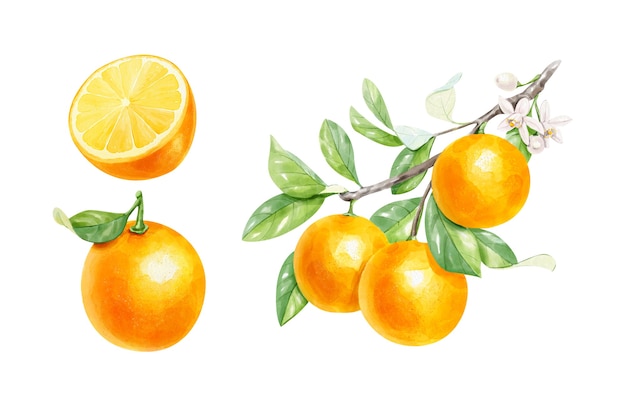 Ensemble aquarelle réaliste de branche orange moitié orange et orange entière
