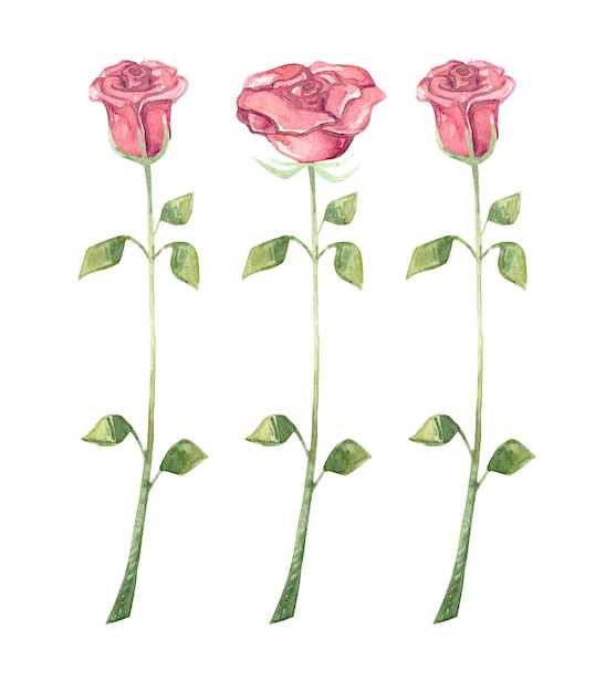 Ensemble aquarelle de roses rouges sur le concept d'amour et de romance de tige Élément d'illustration dessiné à la main