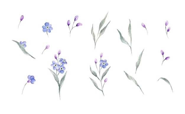 Ensemble d'aquarelles dessinées à la main isolées. Bleu aquarelle ne m'oublie pas fleurs de printemps