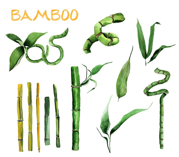 Ensemble d'aquarelles sauvages et intérieures en bambou