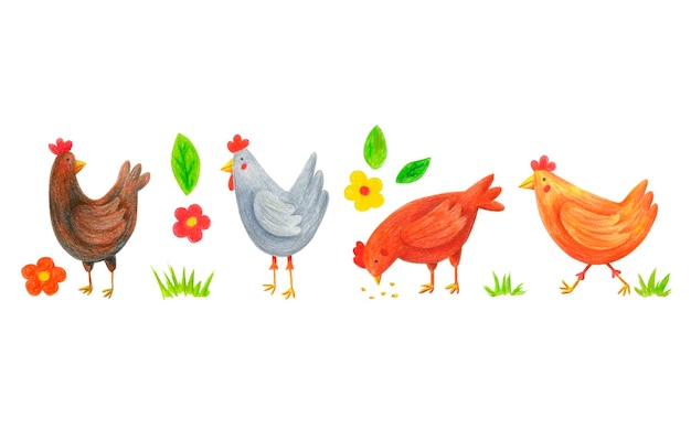 Photo ensemble d'art de clip de poulet isolé sur blanc. dessinés à la main avec des poussins de crayons de couleur, des fleurs, des feuilles, de l'herbe