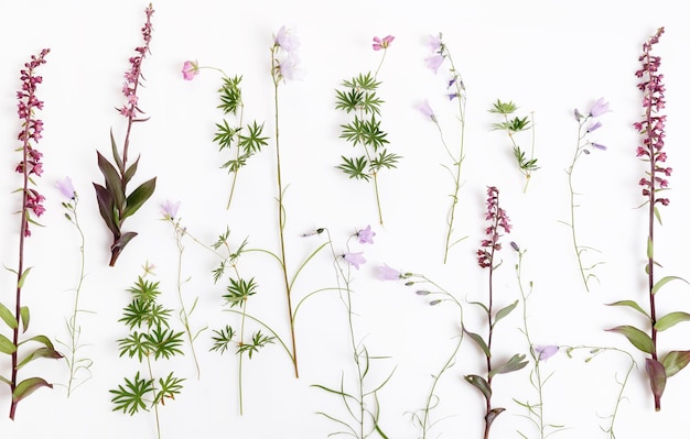 Ensemble de belles fleurs d'orchidées sauvages isolées sur blanc