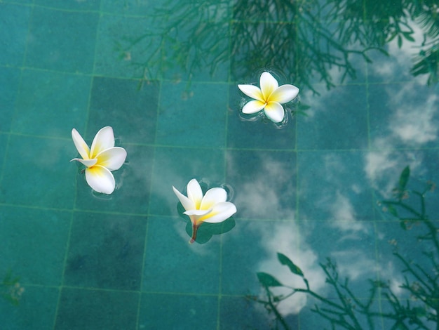 Un ensemble de belles fleurs relaxantes sur la piscine