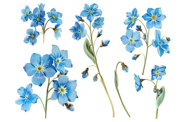 Un ensemble de bleu m'oublie pas les fleurs isolées sur le blanc