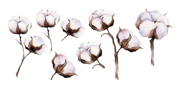 Un ensemble de boulon de coton aquarelle dessinée à la main Décoration d'impression de fleur de branche de coton aquarelle isolée