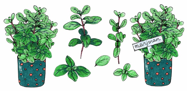 Ensemble de branches d'herbes de marjolaine avec des feuilles vertes Marjolaine en pot vert avec des points rouges Isolé sur fond blanc Marqueur croquis dessinés à la main Croquis botanique