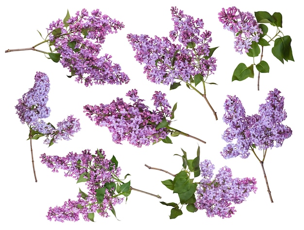 Ensemble de branches de lilas isolé sur fond blanc fleurs de printemps violet