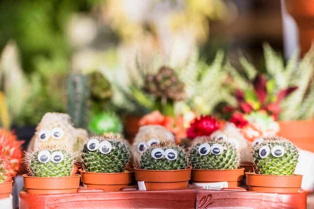 Photo ensemble de cactus avec des yeux décoratifs dans des pots