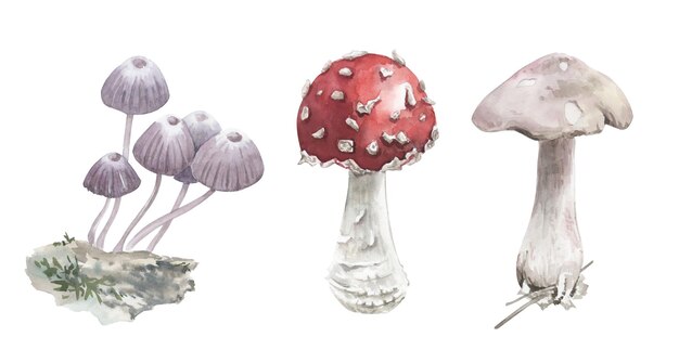 Ensemble de champignons aquarelles peints à la main Thème d'été et d'automne