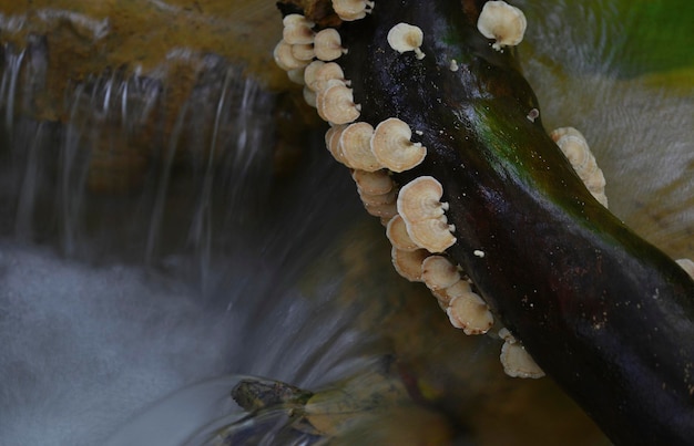Ensemble de champignons au-dessus d'une petite cascade