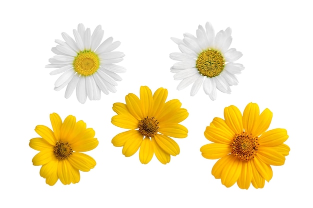 Photo ensemble de cinq fleurs de camomille blanches et jaunes isolées sur fond blanc élément de design